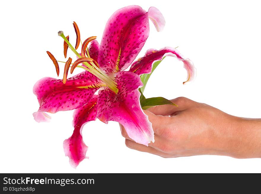 Close-up pink lily in hand, isolated on white