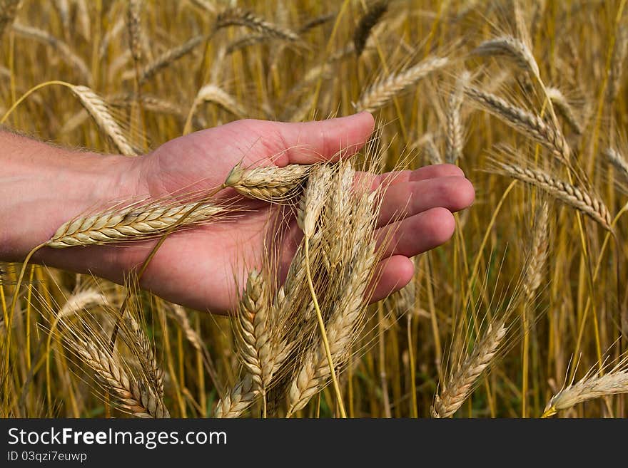 Close-up ears of ripe wheat in hand