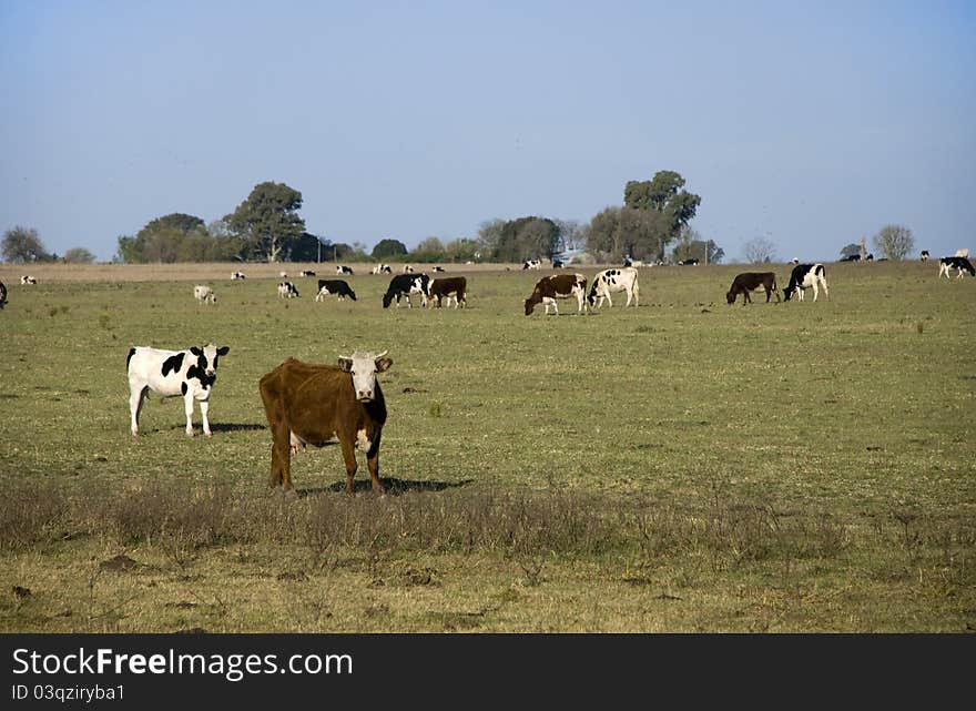Many holando-argentino and braford cows grazing on a field at Argentina