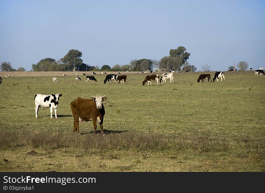 Cows