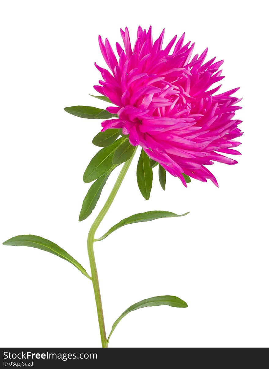 Close-up pink aster flower, isolated on white