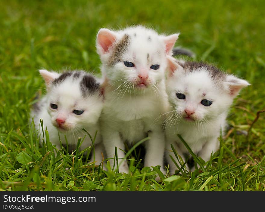 Close-up black and white kittens on green grass