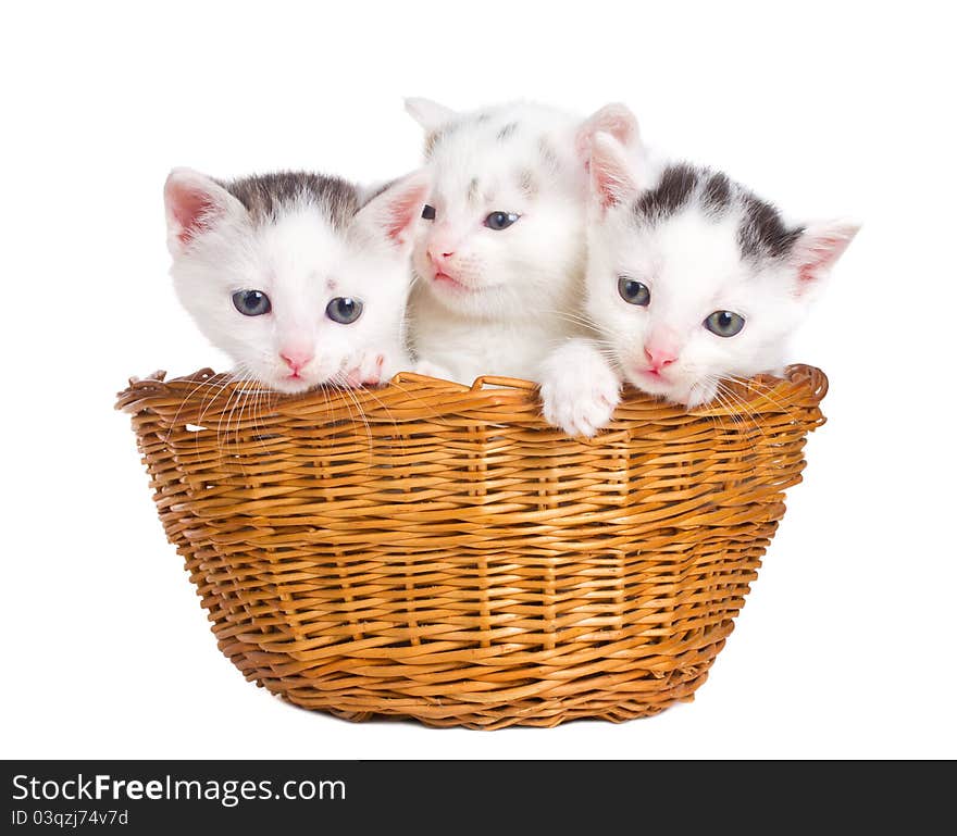 Three kittens sitting in basket