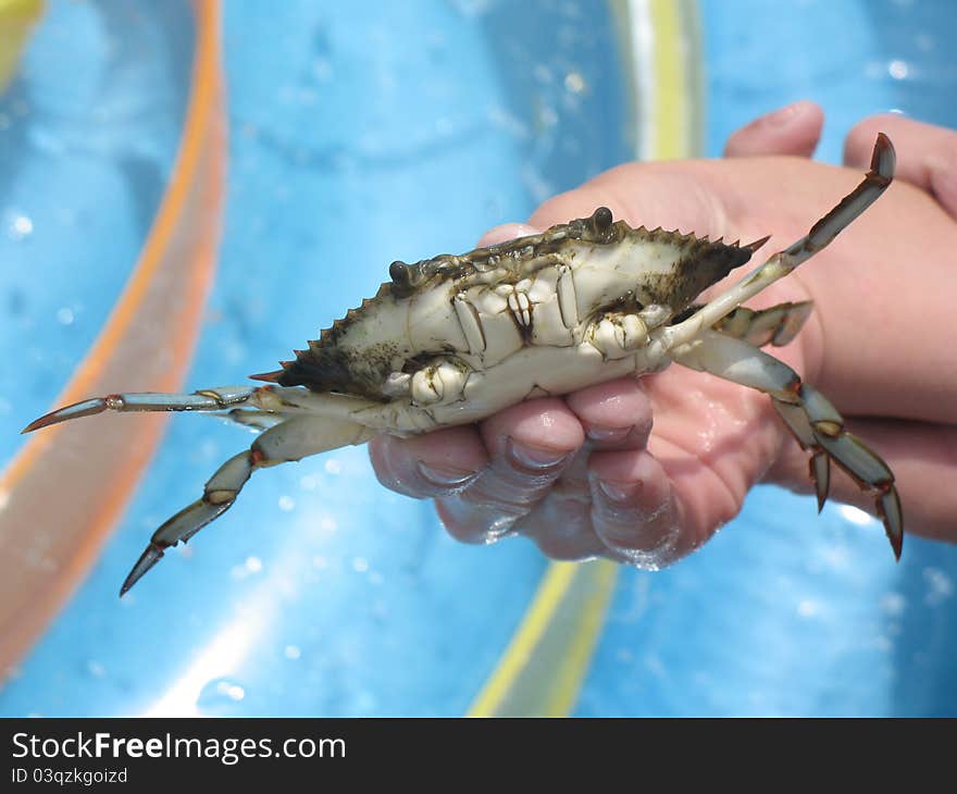 Crab closeup