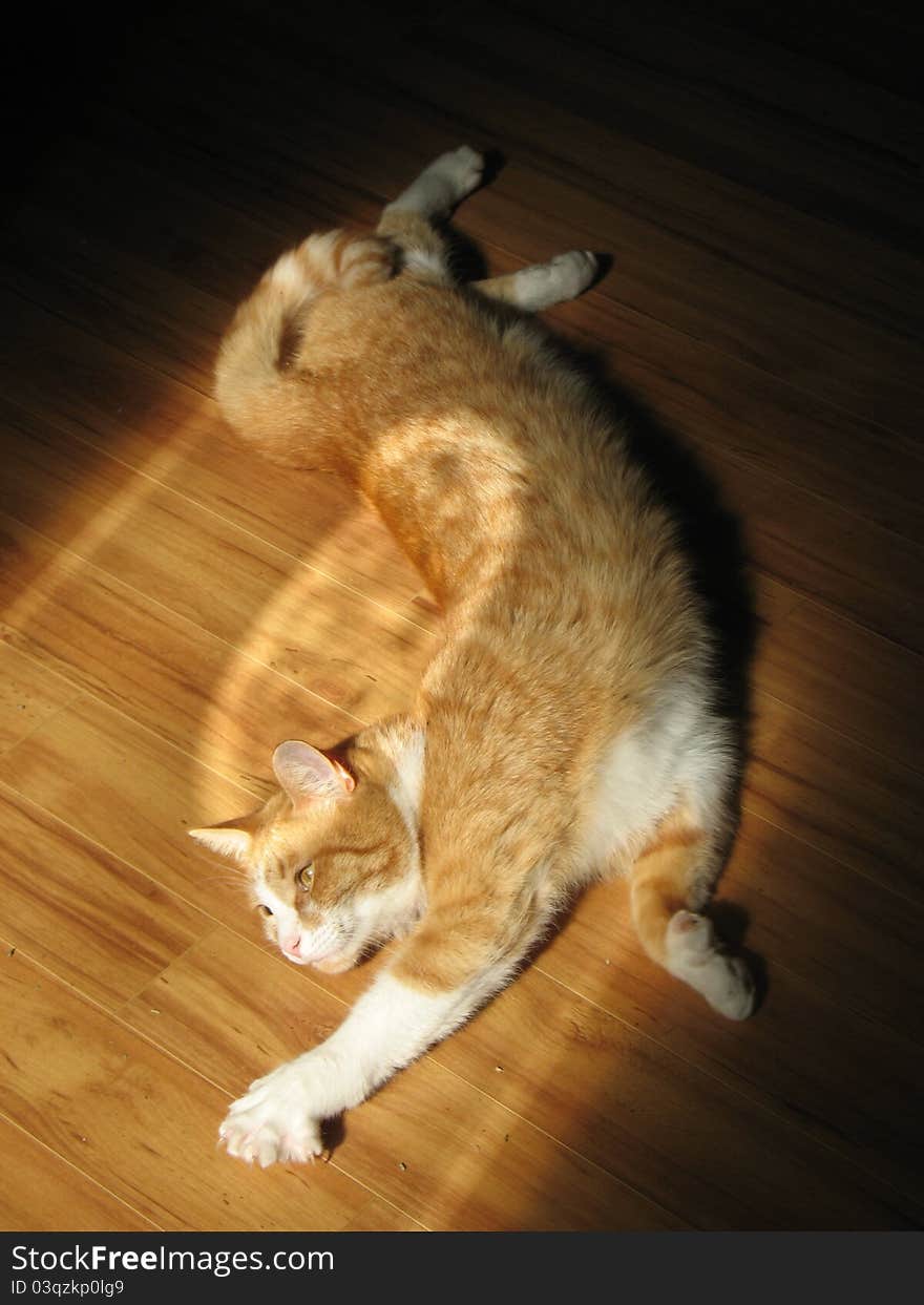 Artistic picture of a polydactyl in filtered light. Artistic picture of a polydactyl in filtered light.