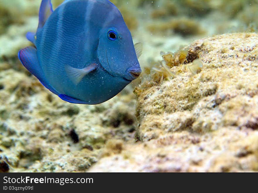 Blue Tang