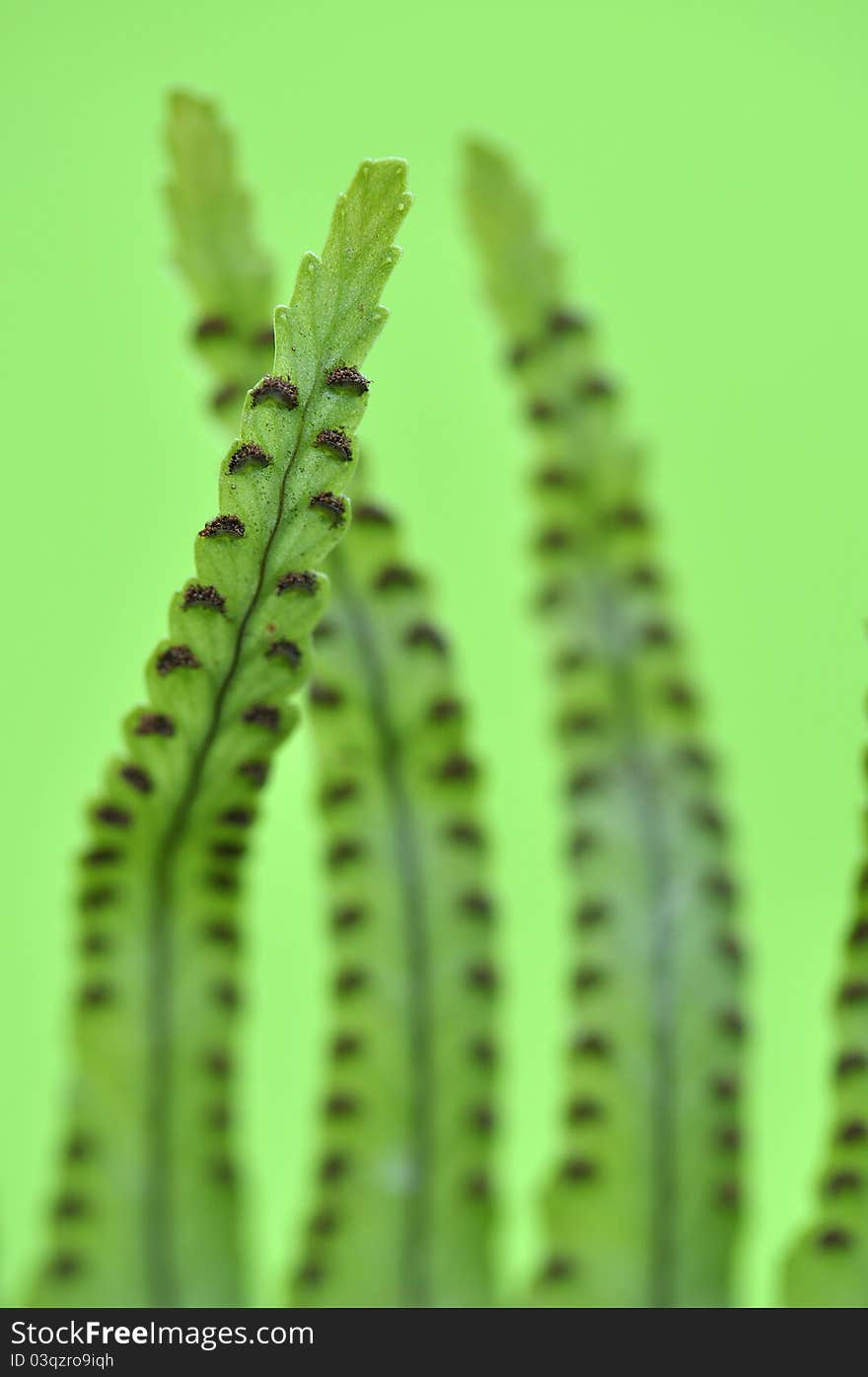 Fern spores