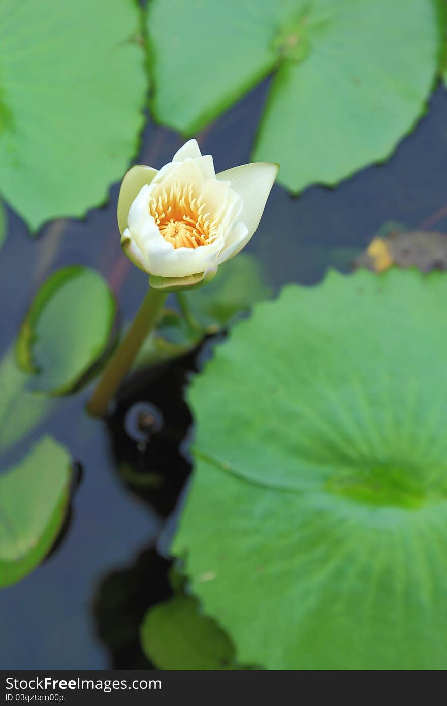 White lotus in pool garden