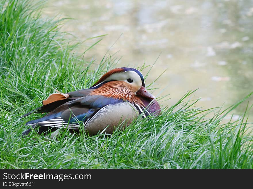 Mandarin male duck