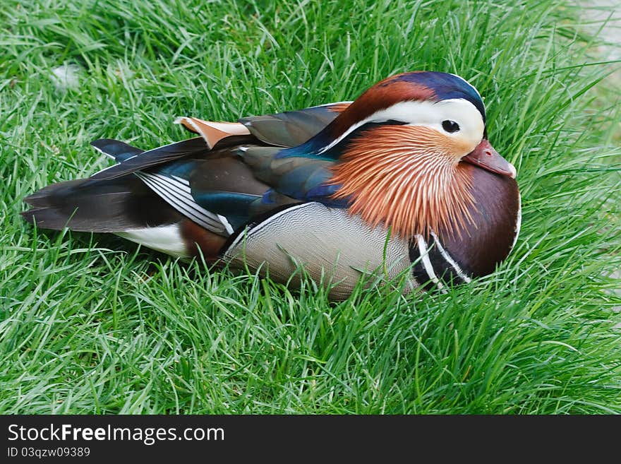 Colorful plumage of Mandarin male duck