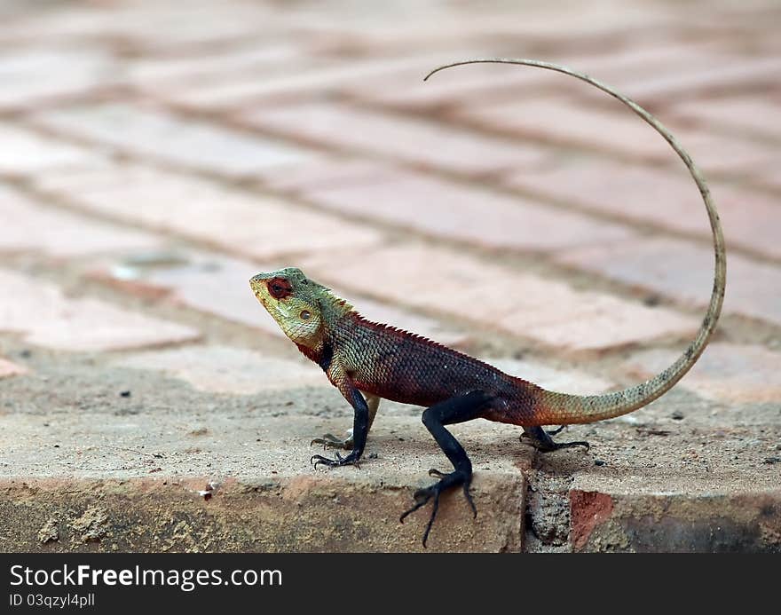 Reptile owner at Sri Lanka Hotels,spring time