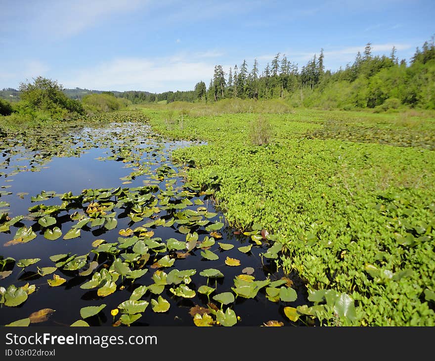 Waterlily Marsh