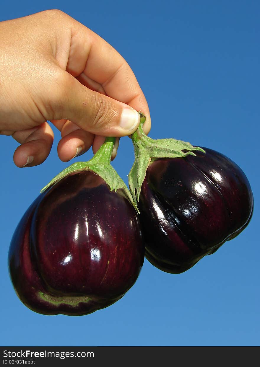 Hand with two eggplants against blue sky. Hand with two eggplants against blue sky