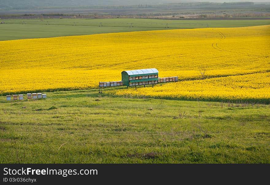 Yellow rapeseed field