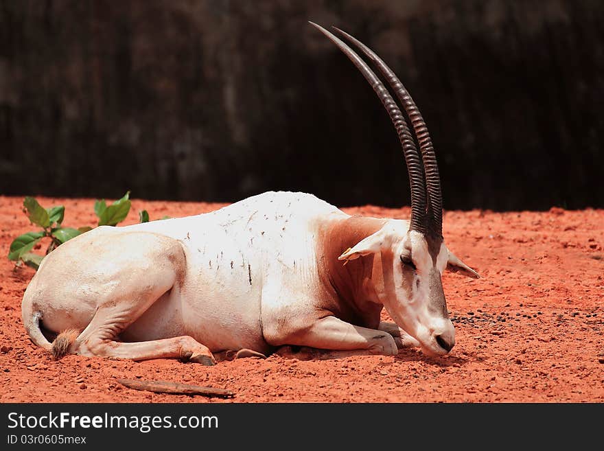 Gazella thomsonii long horn black