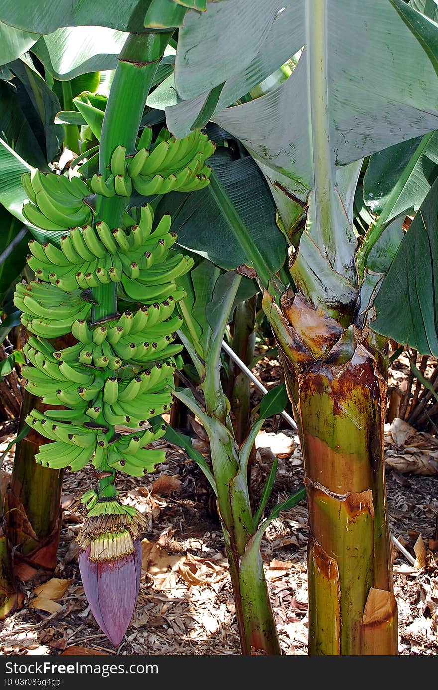 Banana at San Andrés, La Palma. Banana at San Andrés, La Palma