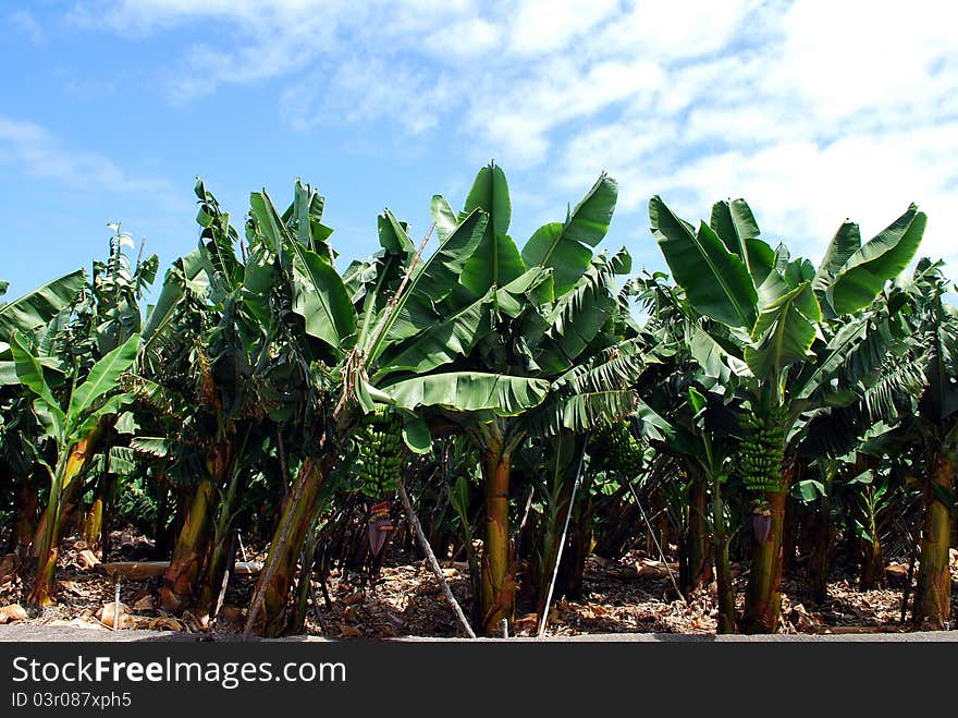 Banana at San Andrés, La Palma. Banana at San Andrés, La Palma