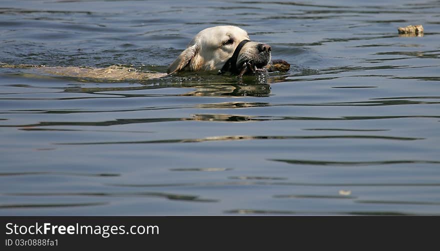 Swimming Dog With Ball