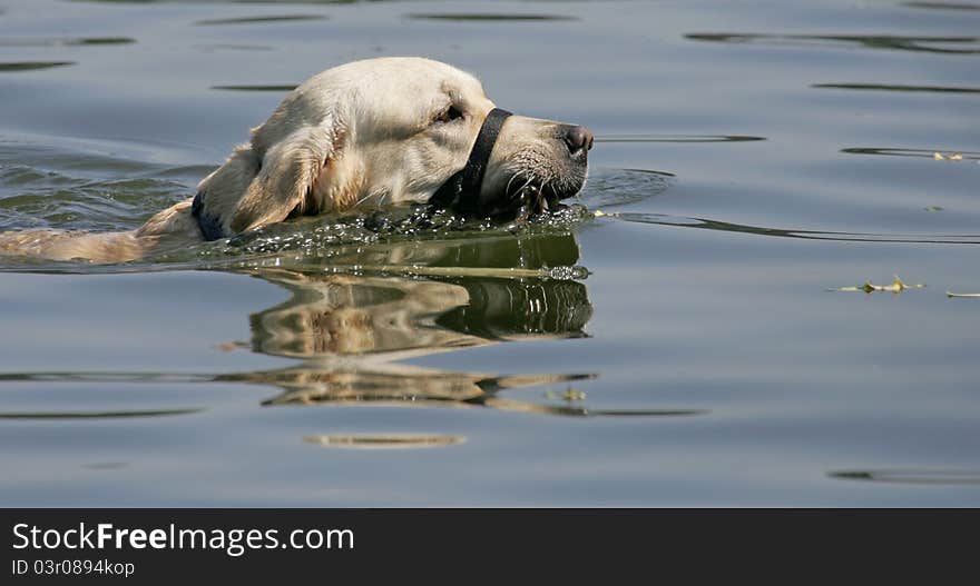 Dog swimming in lake retrieving tennis ball. Dog swimming in lake retrieving tennis ball