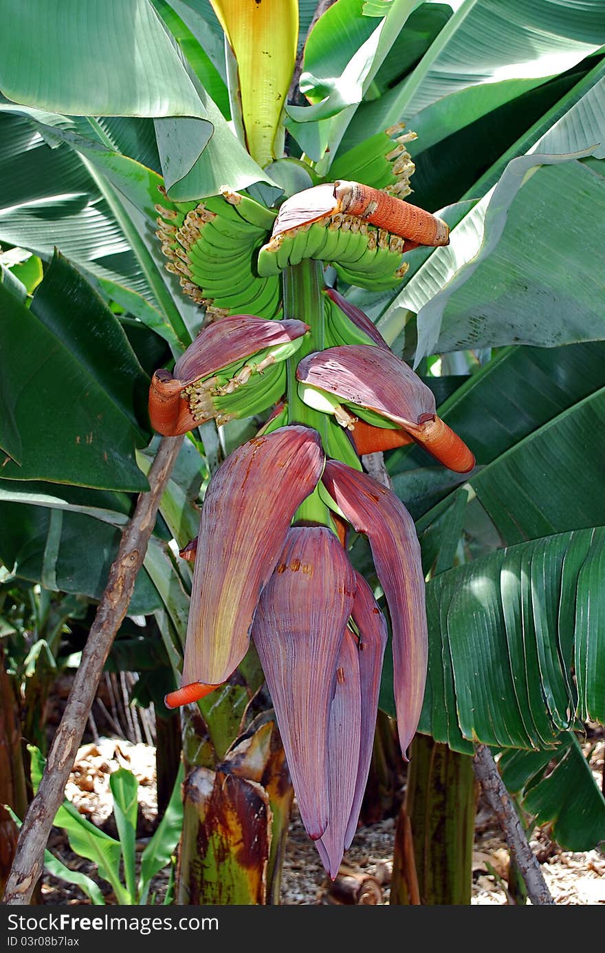 Banana at San Andrés, La Palma. Banana at San Andrés, La Palma