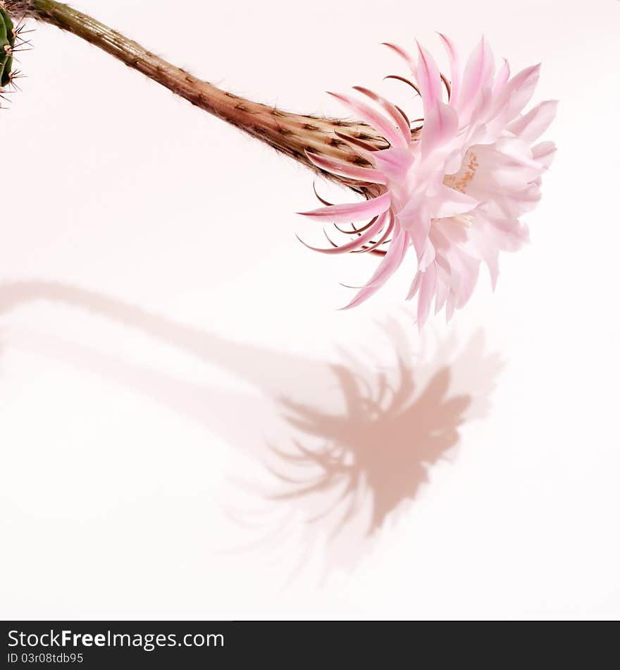 Cactus with a shadow