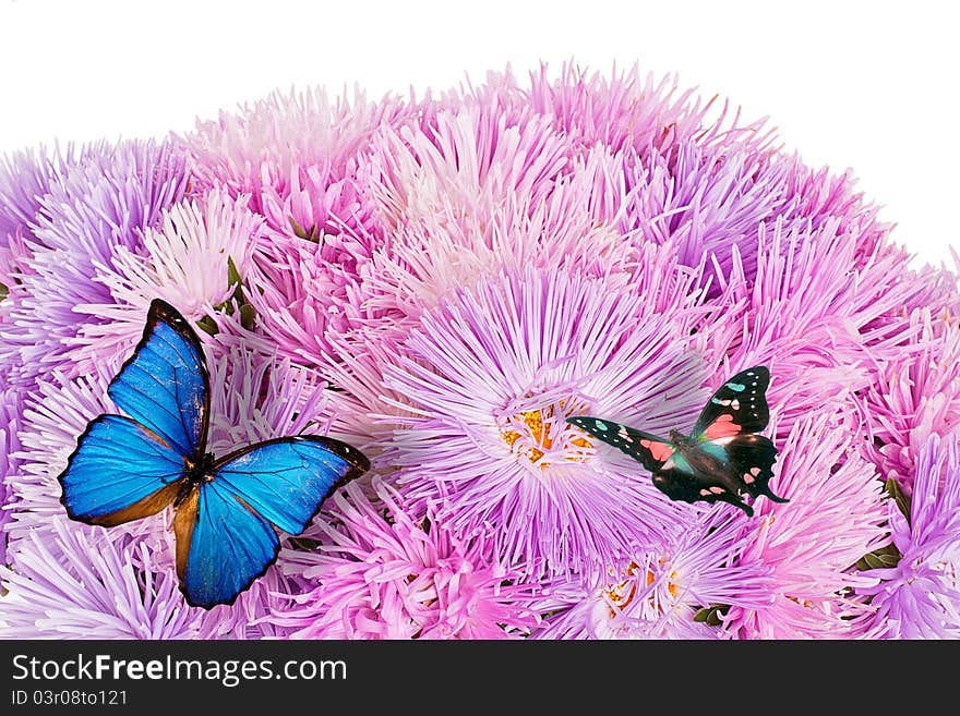 Butterflies On The Purple Aster Flowers