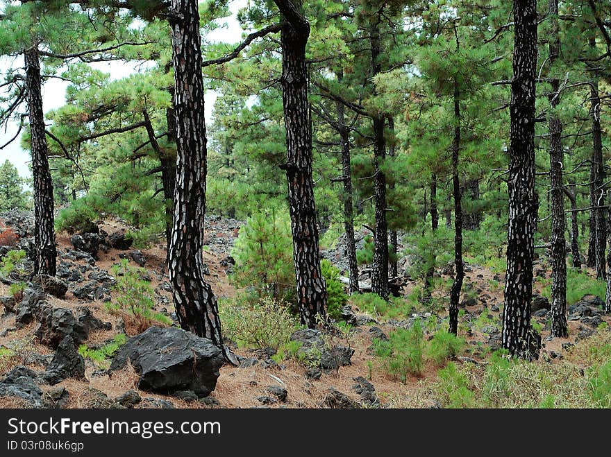 After Forest Fires at La Palma, Canarien Islands