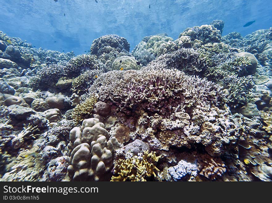 Shallow coral reefs off the coast of Bunaken island. Shallow coral reefs off the coast of Bunaken island