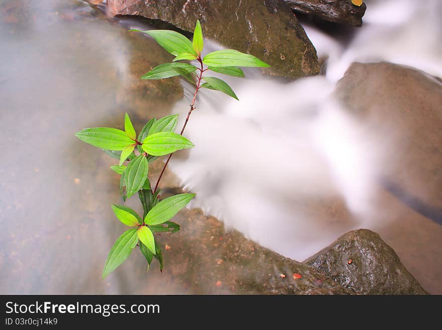 River flowing through lush foliage and beautiful trees. River flowing through lush foliage and beautiful trees.