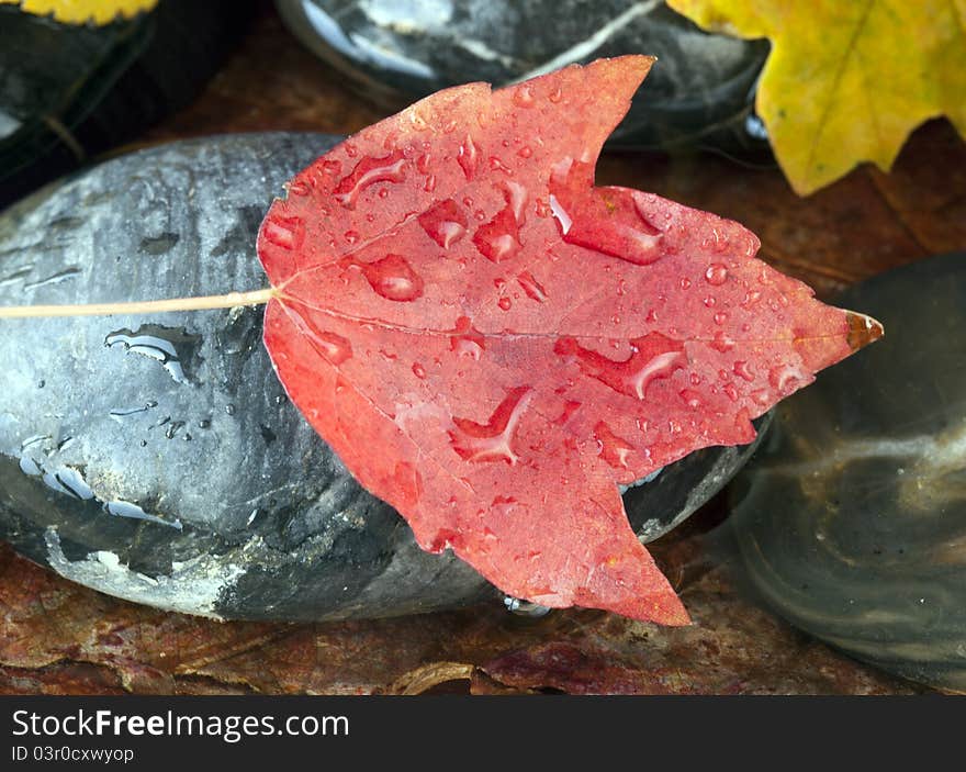 Maple leaf on rock