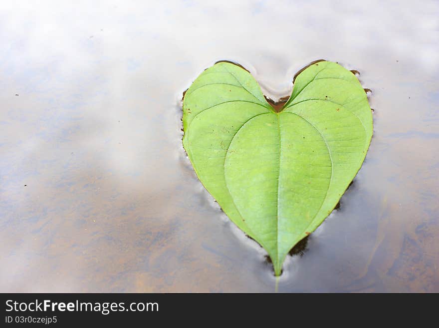 Heart-shaped leaves me floating on the water body is beautiful.