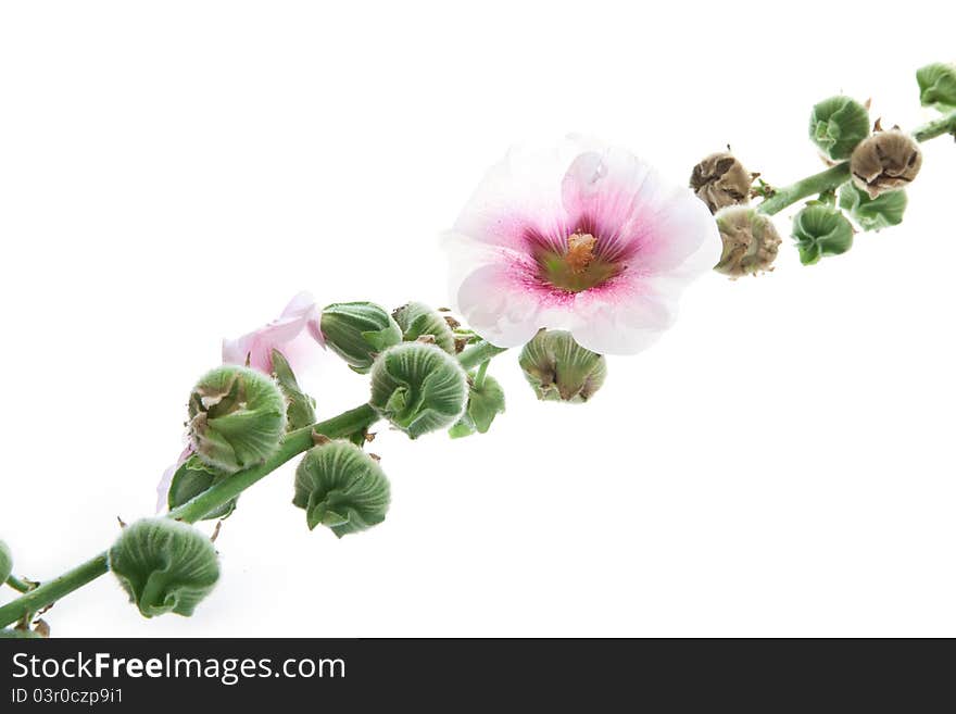 Beautiful mallow on white background. Beautiful mallow on white background