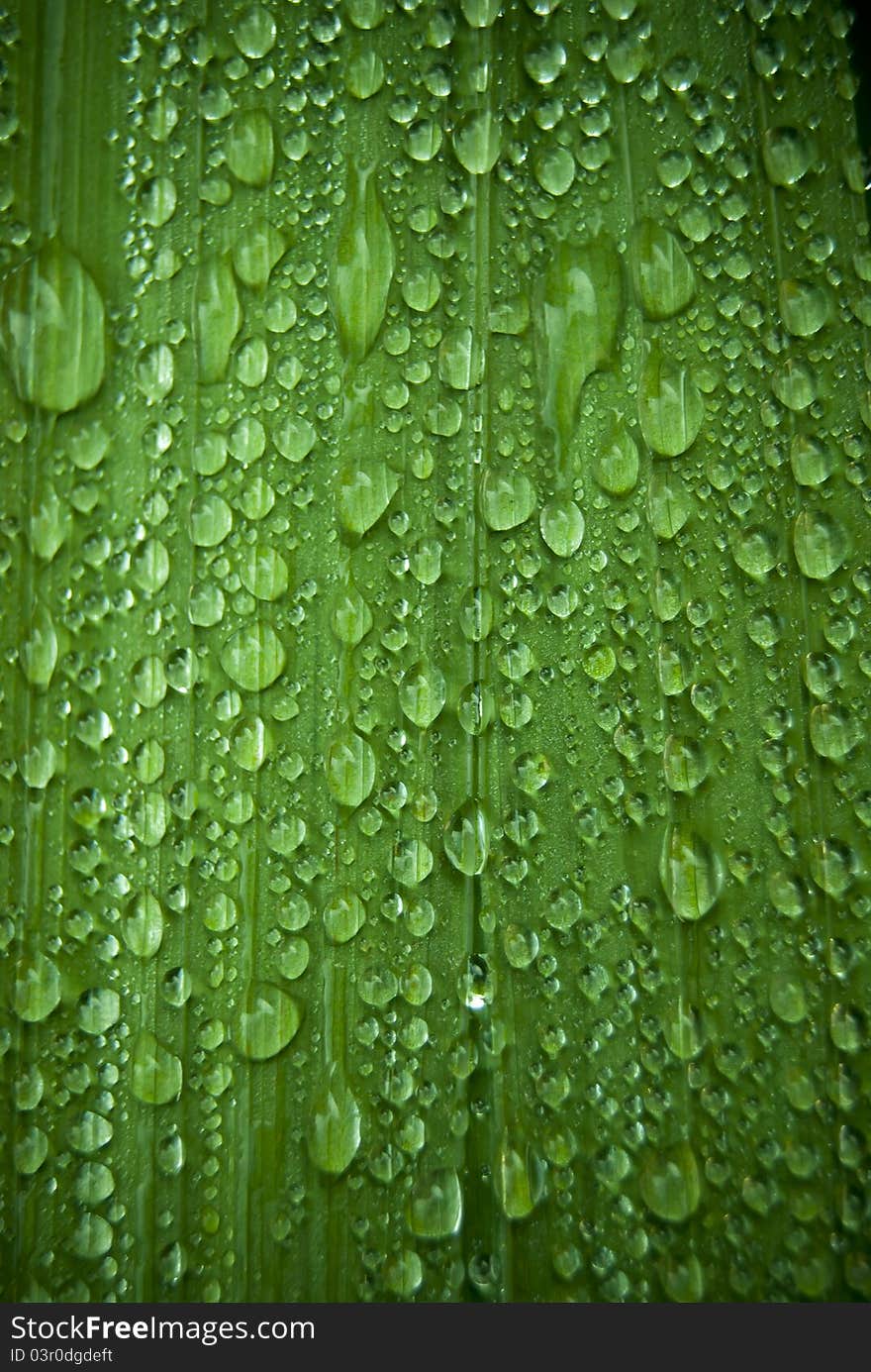 Drops of rain on a large green leaf. Good background image, Macro shot. Drops of rain on a large green leaf. Good background image, Macro shot.
