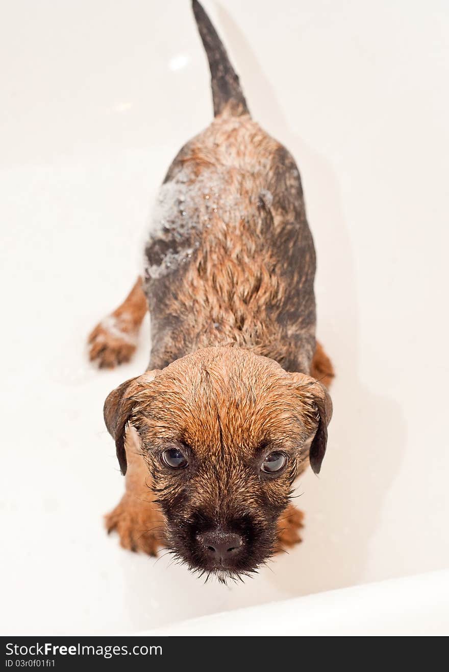 Border Terrier Puppy Bathing