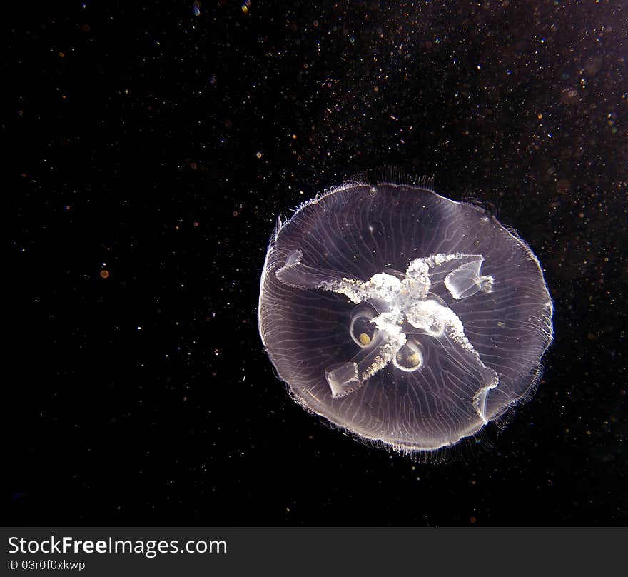 Jellyfish on the high seas