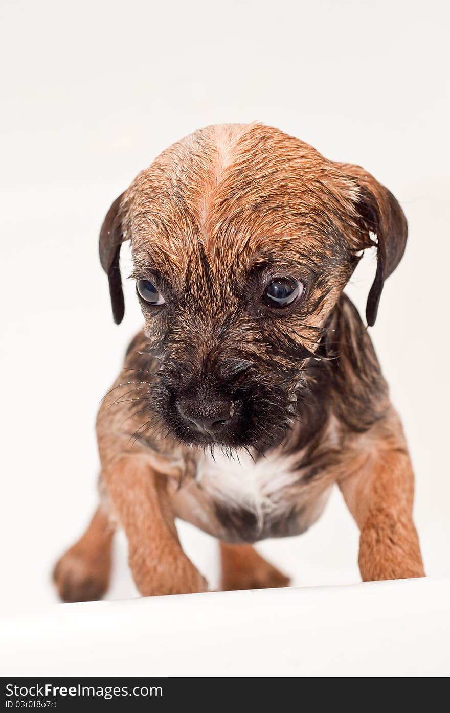 Cute border terrier puppy bathing, he look scared