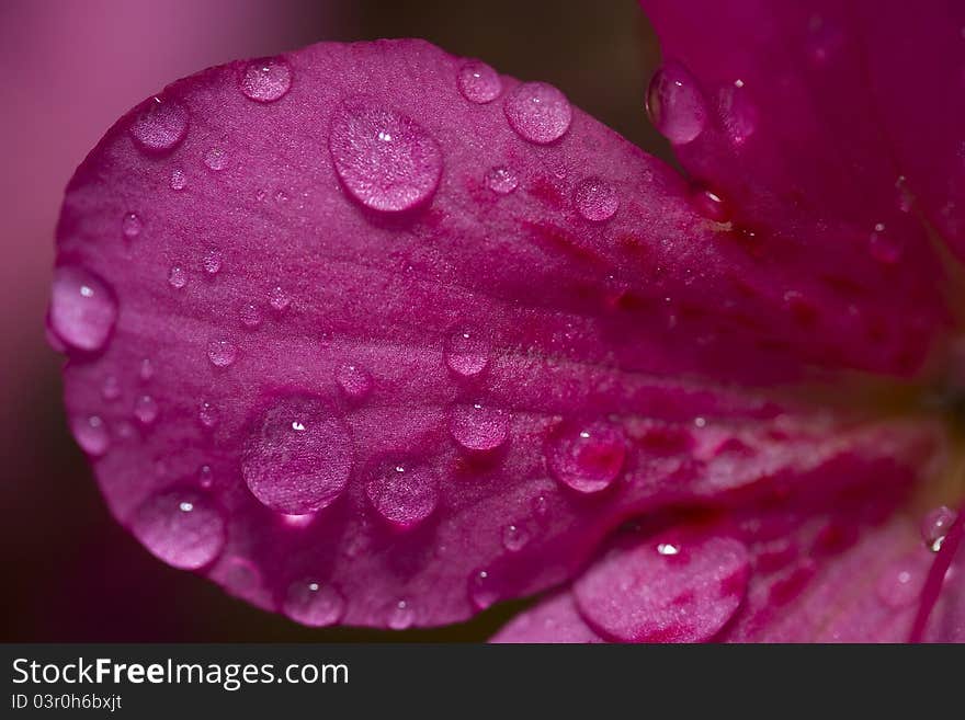 Water drop on a pink flower petal. Water drop on a pink flower petal