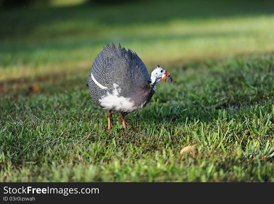 Image of Guinea fowl with a bug in natural setting. Image of Guinea fowl with a bug in natural setting