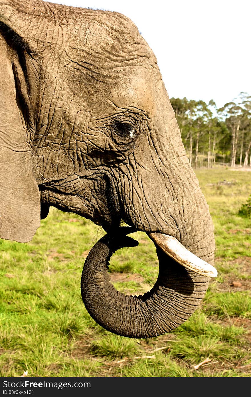 Elephant close up at kruger national park, south africa