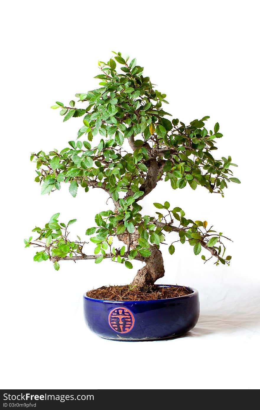 Elm Bonsai