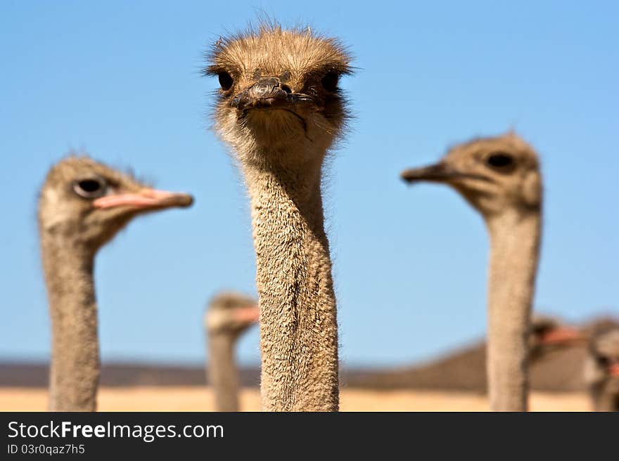 Ostrich close up in South Africa