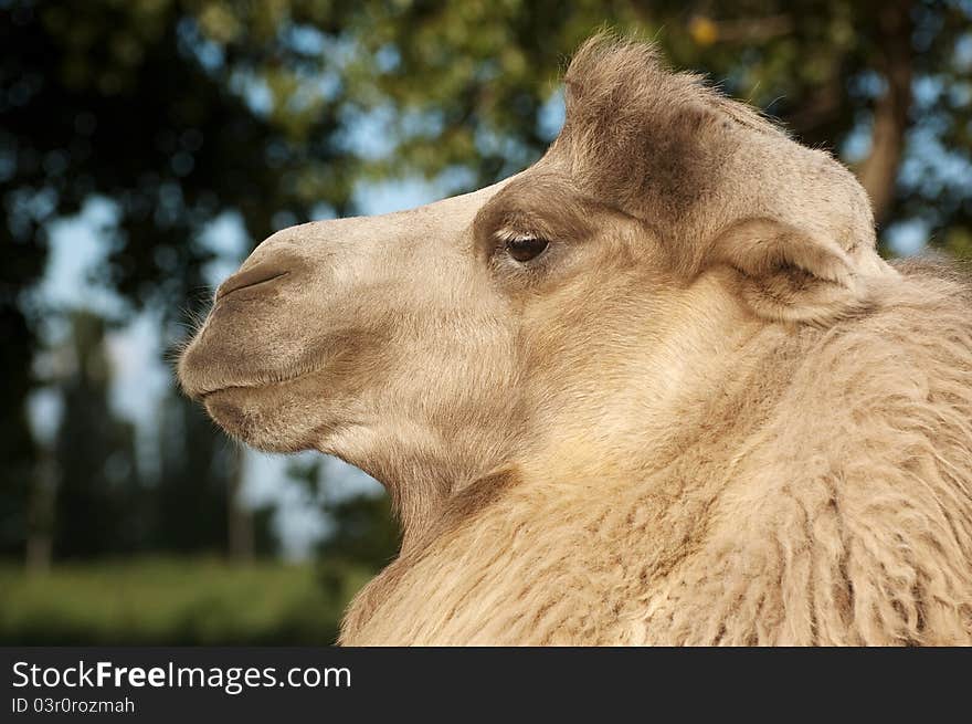 Portrait of a camel closeup. Background trees