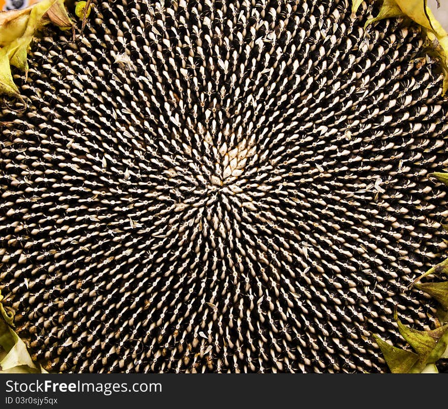 Seeds Of Sunflower