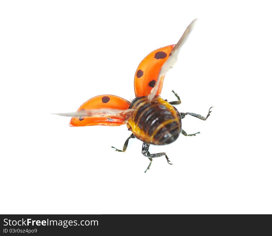 Ladybug isolated on a white