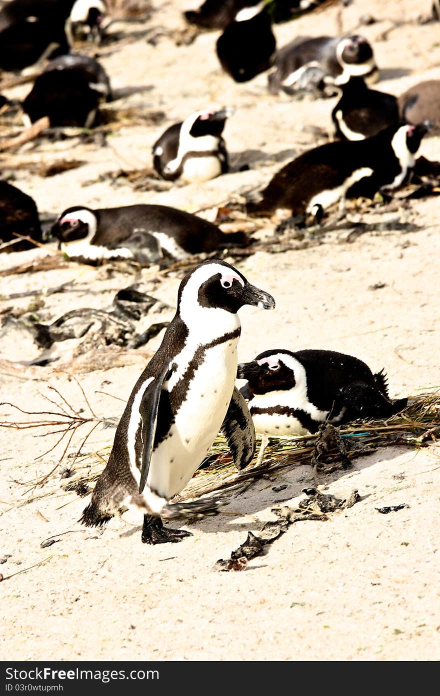 Penguin In South Africa