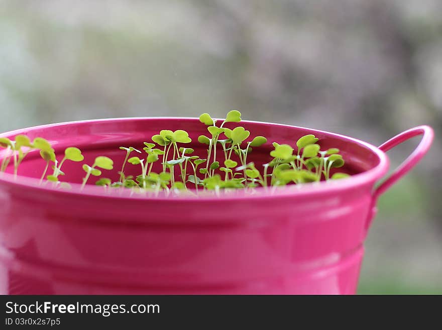 Sprouts of arugula