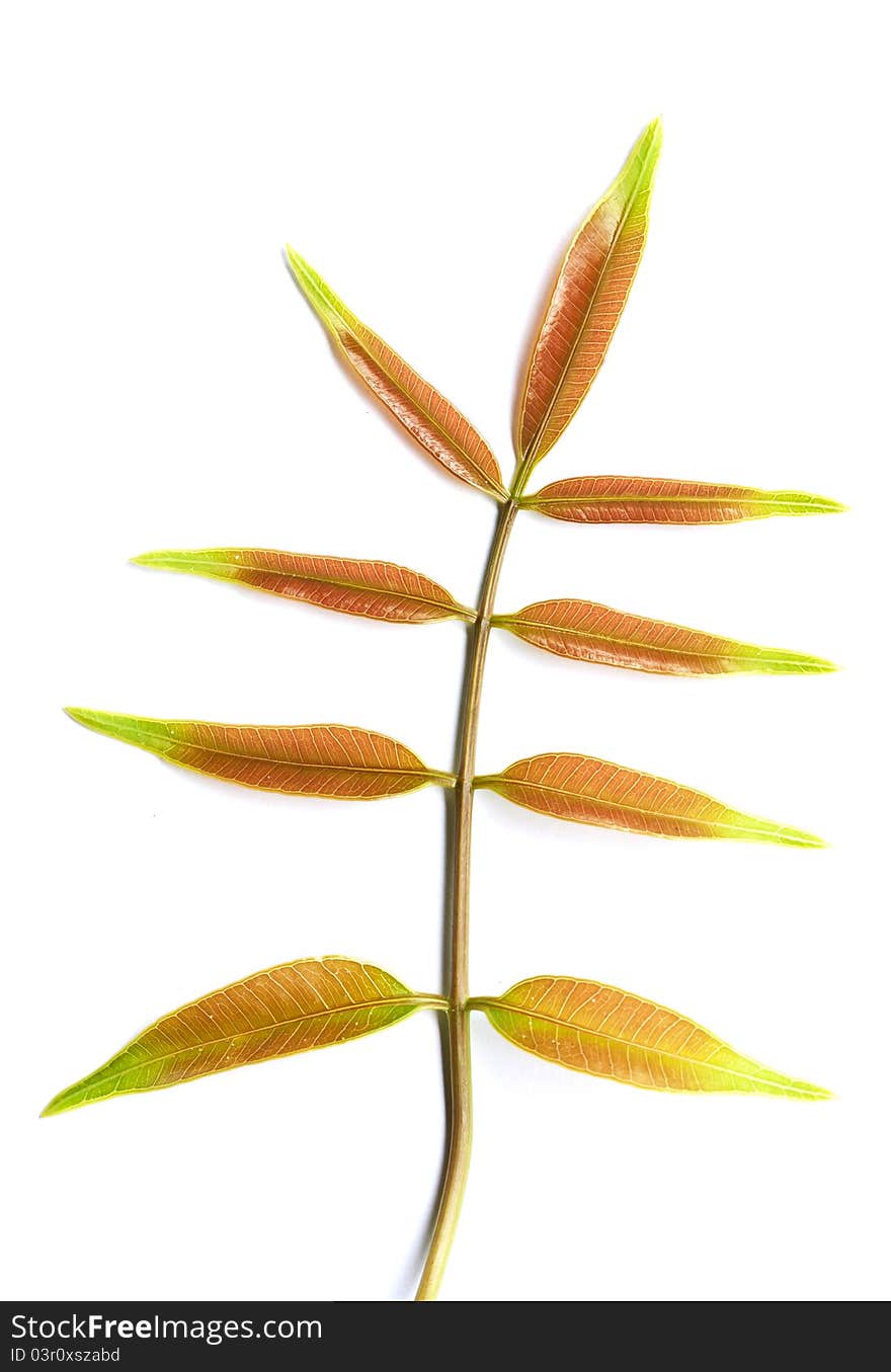 Green leaf close up on white background