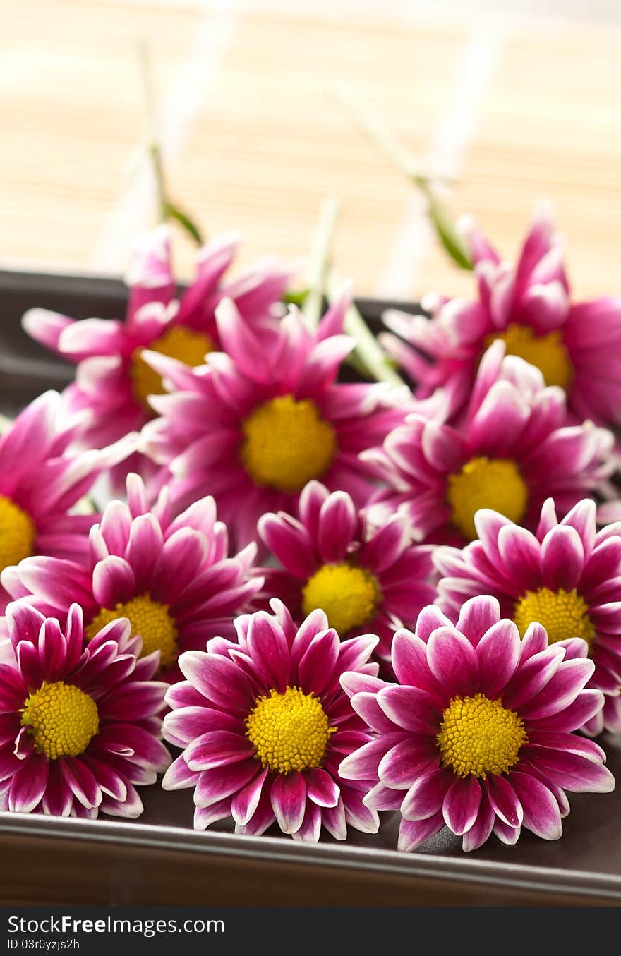 Chrysanthemums Pink Flower