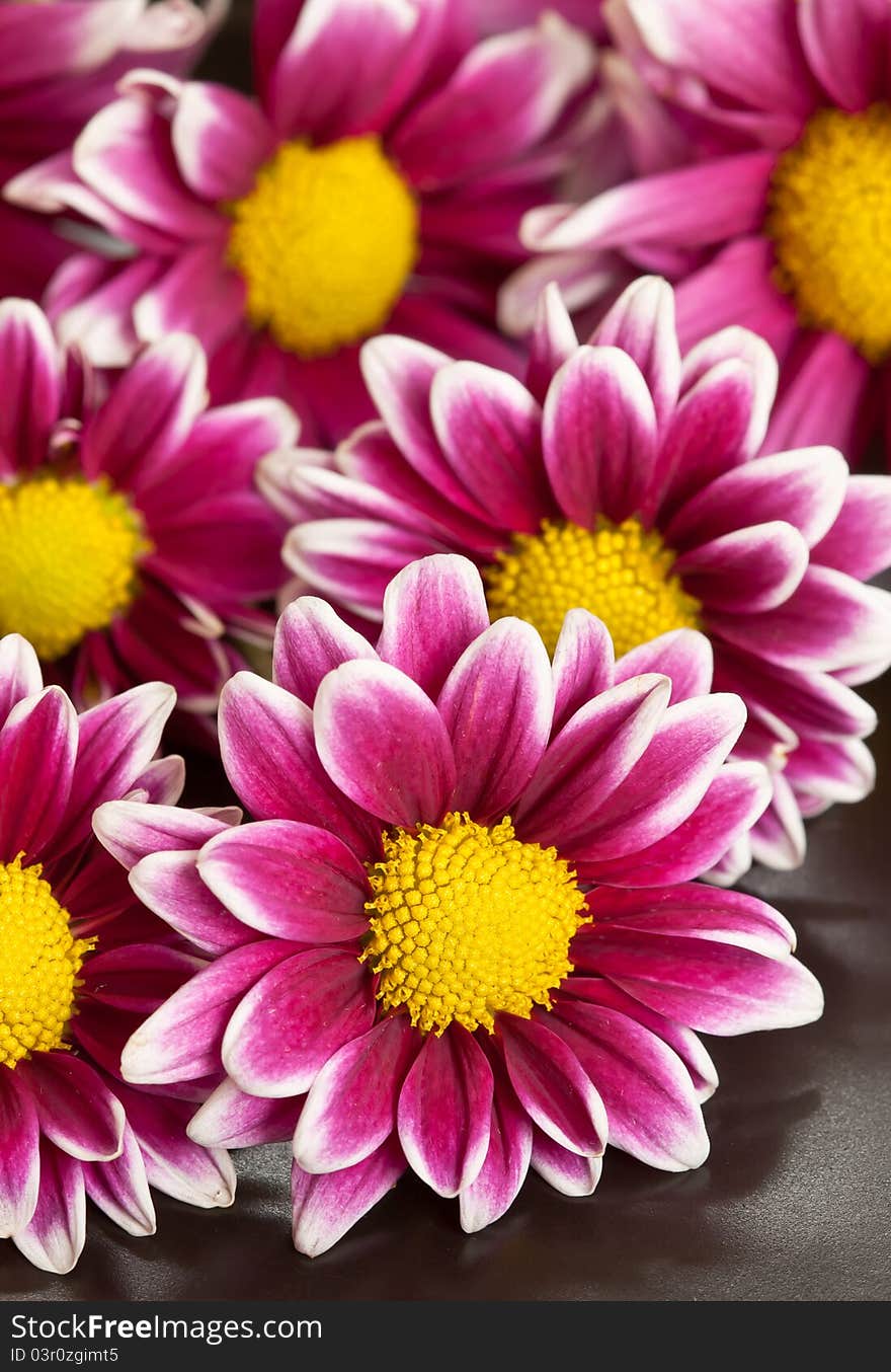 Chrysanthemums pink flower