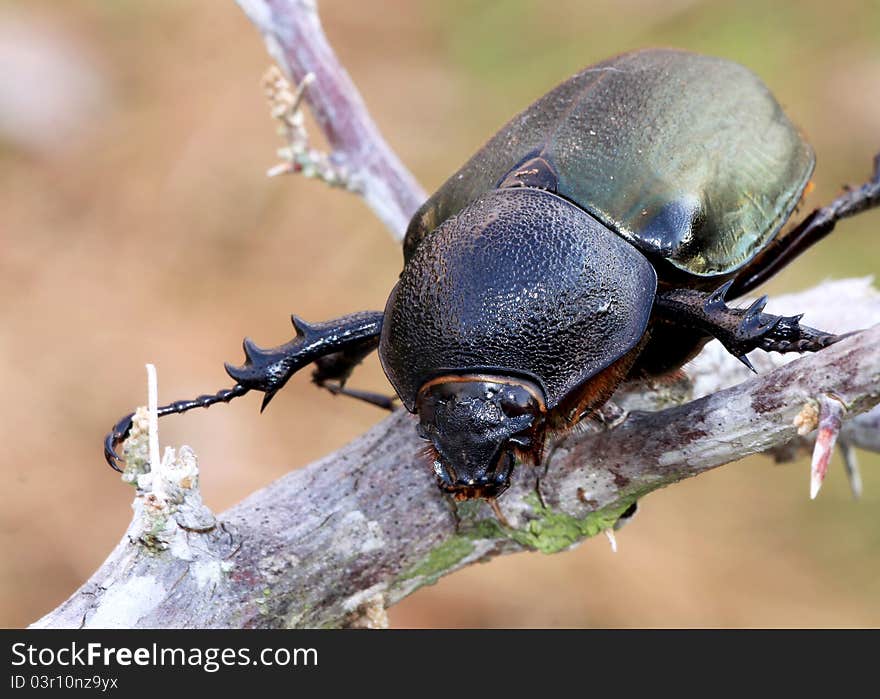 Scarab beetle, a beetle of the family Scarabaeidae with bright metallic greenish color on its back.